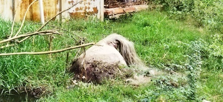 जिला अस्पताल में पानी भरे खुले गड्ढे में फंसने से हुई बेजुबान जानवर घोड़े की मौत
