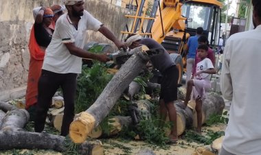 वन विभाग कार्यालय में अनेक पेड़ों की कटाई, प्रशासन मौन