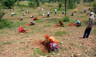 छापी गांव में एक हजार पौधों हुआ पौधरोपण,2021 वर्ष का पहला पौधरोपण कार्यक्रम