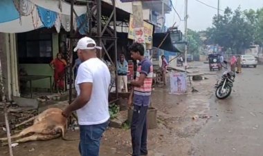 विद्युत विभाग की लापरवाही से गौ माता की मुत्यु हो गई