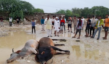 खान संचालक के खिलाफ 2 गायों के मारने की हत्या का विरोध