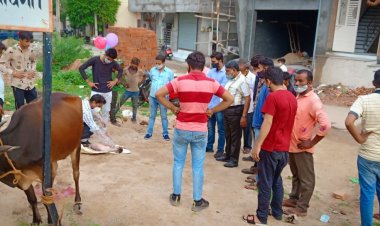 गौ पालक अपनी गायो को शहर में खुल्ला न छोड़े -सभापति