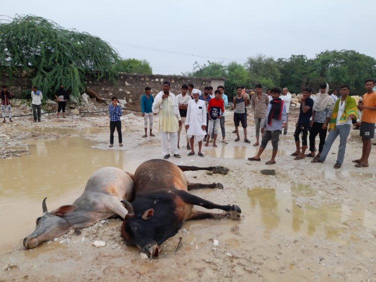 खान संचालक के खिलाफ 2 गायों के मारने की हत्या का विरोध