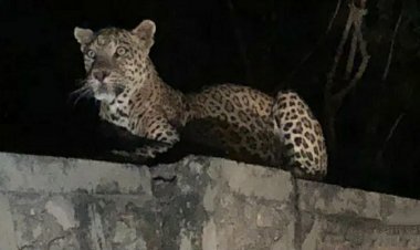 पुराने शहर के मस्तान बाबा दरगाह मार्ग पर दिखा पैंथर