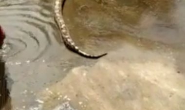 सरिस्का के जंगल  जोधावास में किसान के खेत 10 फुट लम्बा अजगर निकला किसानों में मची भगदड़