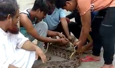 घर के बाथरूम में  घुसा 10 फिट लंबा अजगर, रेस्क्यू कर सुरक्षित जंगल में