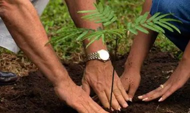 प्रधानमंत्री के जन्मदिन पर हर निकाय में होगा पौधरोपण-मंत्री श्री भूपेन्द्र सिंह, प्रत्येक नगरीय निकाय में लगेंगे 71 पौधे