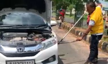 6 फिट लंबे रेट स्नेक का ललित श्रीमाल  किया रेस्क्यू