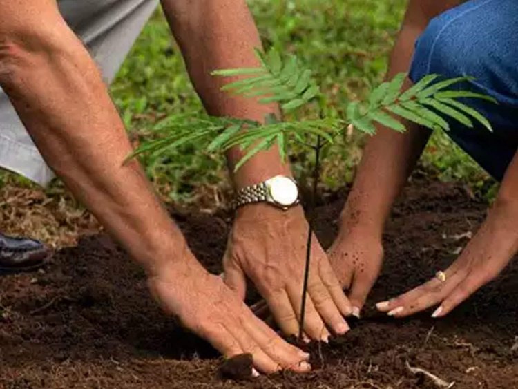 प्रधानमंत्री के जन्मदिन पर हर निकाय में होगा पौधरोपण-मंत्री श्री भूपेन्द्र सिंह, प्रत्येक नगरीय निकाय में लगेंगे 71 पौधे
