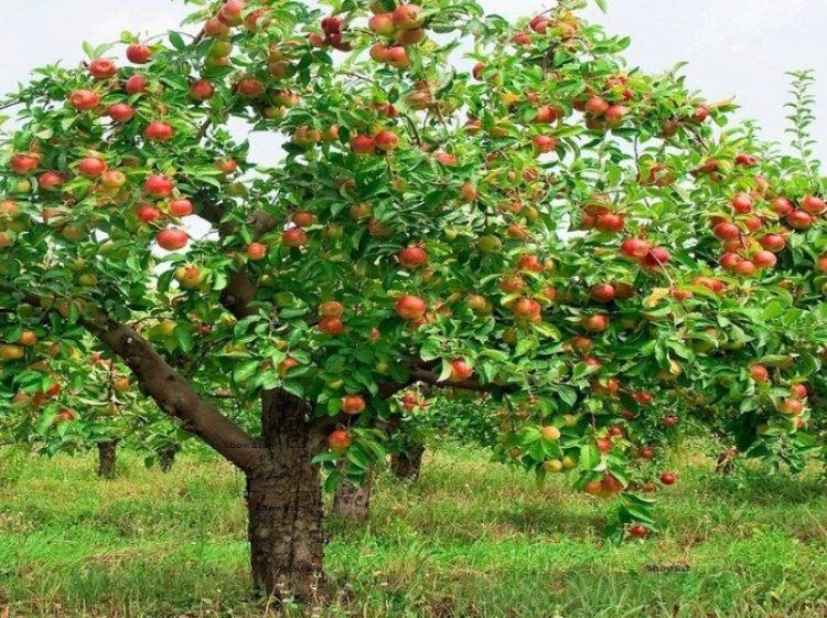 कुदरत ही मेहरबान एक पेड़ पर अनेक तरह के फल किसान हुआ मालामाल