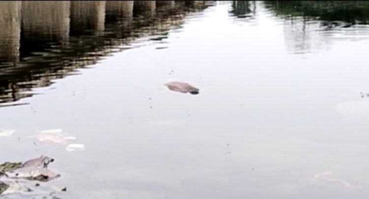 सोम नदी में तैरता मिला मानसिक विक्षिप्त महिला  का शव,सूचना मौक़े पर पहुची आसपुर पुलिस