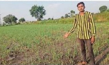 दोहरी मार सोयाबीन के बाद अब प्याज की फसल भी हो रही है खराब l   रिपोर्टर अमजद खान
