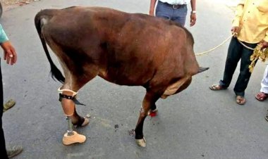 अब जरूरत पढ़ने पर जानवरों को भी लगाए जाएंगे कृत्रिम पैर, शुरुआत कर रहा है मध्य प्रदेश: रिंकू पंडित KTG समाचार शिवपुरी, एमपी