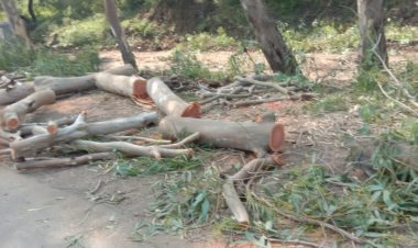 सड़क मार्ग के निर्माण के नाम पर सैकड़ों हरे -भरे वृक्षों की कटाई की जा रही -अनिल सिंह ठाकुर