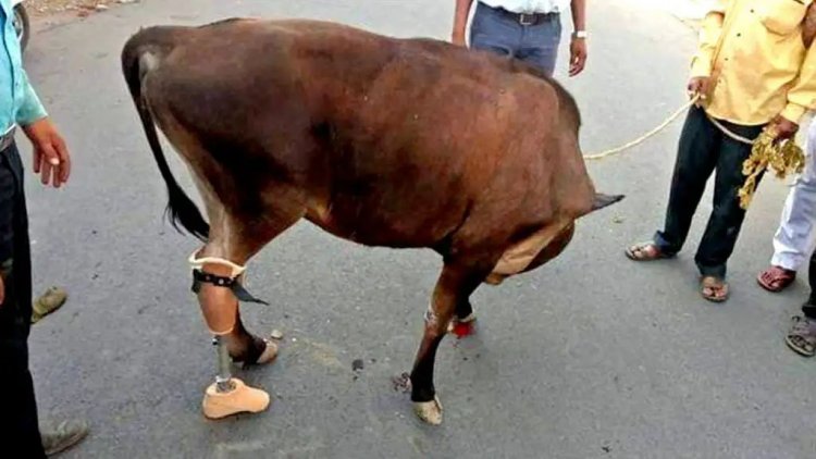 अब जरूरत पढ़ने पर जानवरों को भी लगाए जाएंगे कृत्रिम पैर, शुरुआत कर रहा है मध्य प्रदेश: रिंकू पंडित KTG समाचार शिवपुरी, एमपी