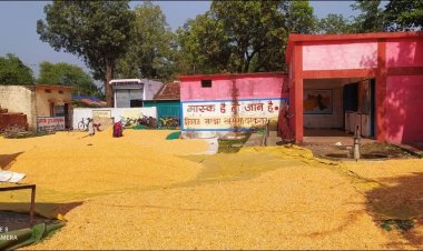 नरसिंहपुर प्रशासन की अनदेखी, स्कूल बना मक्का खलियान