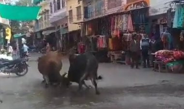 गोगुन्दा बस स्टैंड पर दो आवारा सांडो में जबरदस्त भिड़ंत हो गई