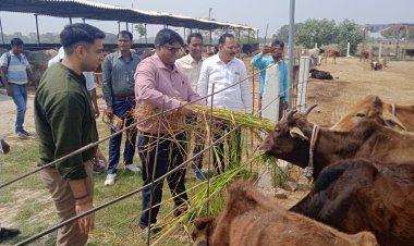डीएम व सीडीओ द्वारा गोवंश आश्रय स्थल शेषनपुर, विकास खण्ड प्रतापपुर कमैचा का किया गया आकस्मिक निरीक्षण।
