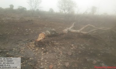 सतनवाड़ा रेंज के कोटका  में 120 घण्टों में 400 बीघा जंगल में कटे 3000 से ज्यादा बड़े पेड़: रिंकू पंडित KTG समाचार शिवपुरी एमपी
