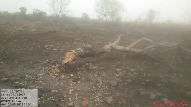 सतनवाड़ा रेंज के कोटका  में 120 घण्टों में 400 बीघा जंगल में कटे 3000 से ज्यादा बड़े पेड़: रिंकू पंडित KTG समाचार शिवपुरी एमपी