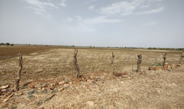 वन संपदा के दोहन का भीभत्स नज़ारा, फार्म हाउसमालिकों ने हजारों बीघा में कर रखी है खैर की फैंसिंग: रिंकू पंडित KTG समाचार शिवपुरी