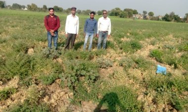 देवास जिले के किसान चना फसल के बेहतर उत्पादन के लिये कीट प्रबंधन अवश्य करें