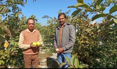 देवास जिले के किसान श्री सतीष को उद्यानिकी विभाग की फलोद्यान योजना से अमरूद के बगीचें से लगभग 7 लाख रूपये का हुआ लाभ