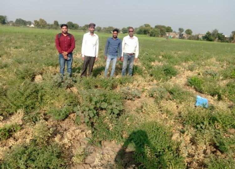 देवास जिले के किसान चना फसल के बेहतर उत्पादन के लिये कीट प्रबंधन अवश्य करें