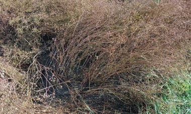 ओलावृष्टि एवं तेज पानी से किसानों की फसलों को हुआ भारी नुकसान।