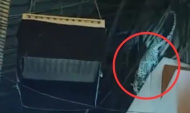 गोरेगांव फिल्मसिटी में तेंदुए का आतंक।