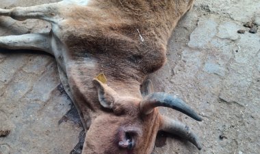रायबरेली गौशाला की हालत दयनीय आयदिन हो रही है मवेशियों मौत जिम्मेदार मौन
